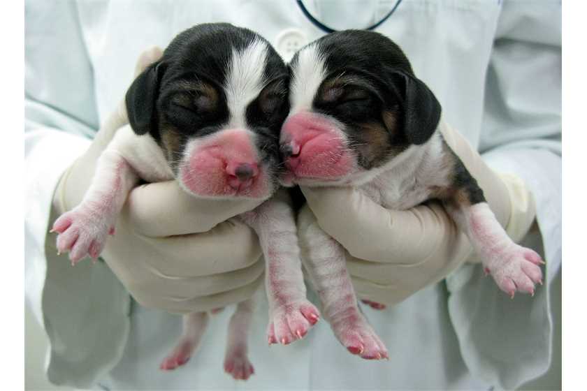 Do you think pets should be cloned? Why or why not?