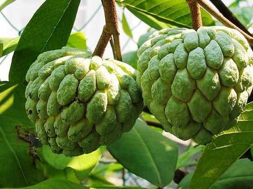 Miraculous health benefits of eating custard apples