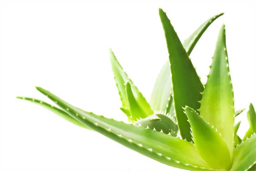 Do you know the health benefits of Aloe vera?