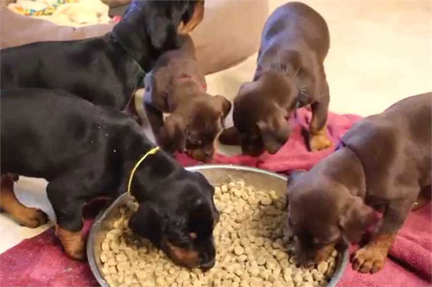 How to feed your pet dog properly