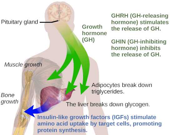 How to increase the growth hormones level in men?