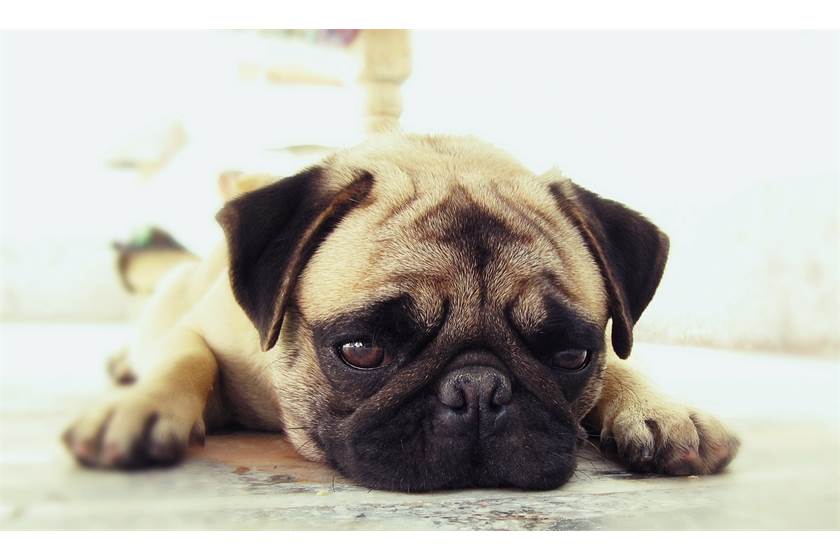 Would you want to know what your pet is thinking about you?