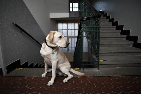 Can dogs living in an apartment have a good life?