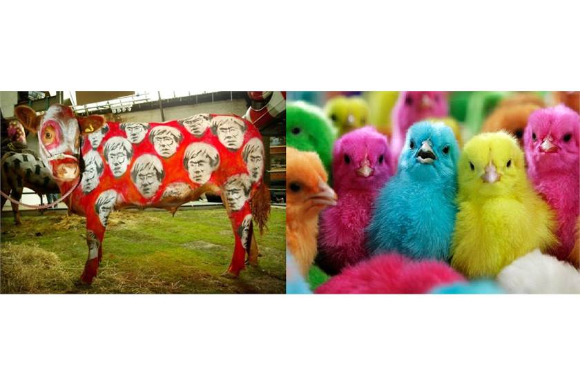 It is cruel to paint animals.