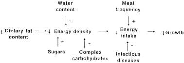 Is energy density important aspect for complementary feeding?