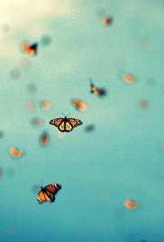 Pursuing the Monarchs