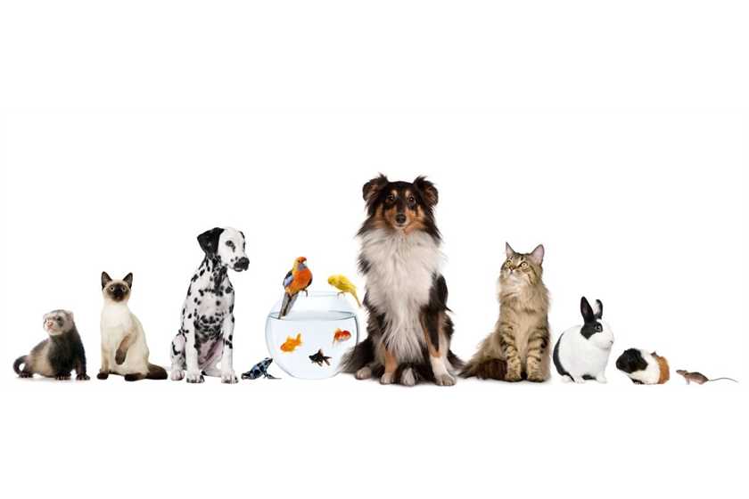 What are some things a child can learn by having a pet?