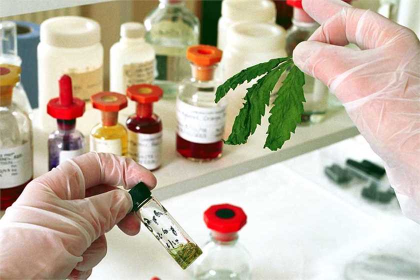 Brazil issues first license for sale of a cannabis-based drug