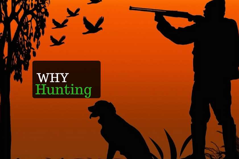 What do you think of hunting?