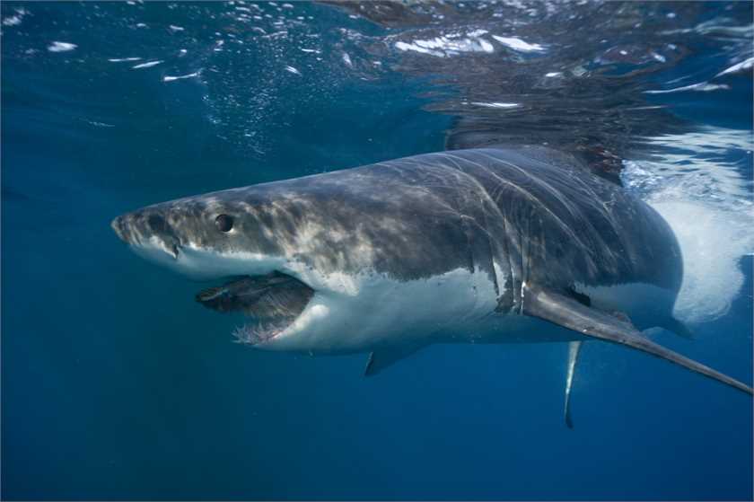 Are great white sharks bloodthirsty killers?