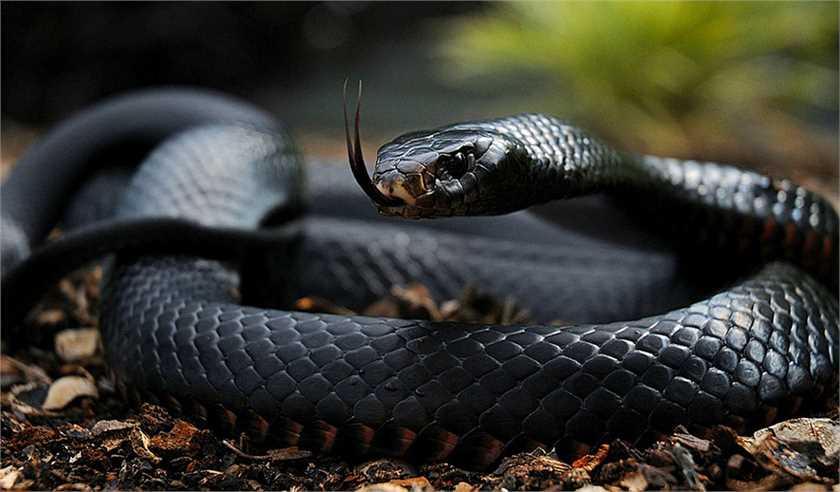 Is the Black Mamba the deadliest snake in the world?