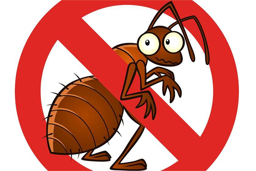 How to get rid of termites?
