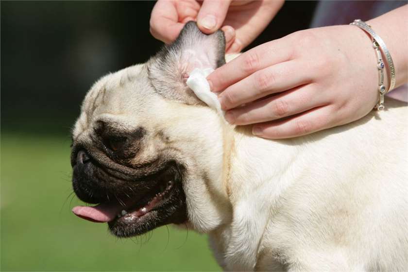 Why Dog’s ear cleaning is important & what are the best ways to clear your Dog’s ears?