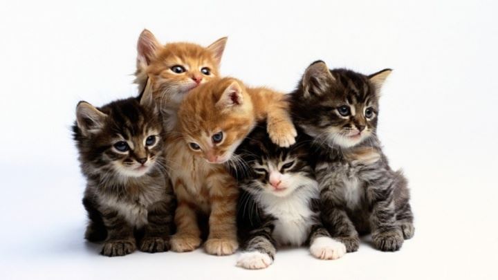Which are the breeds of cats?