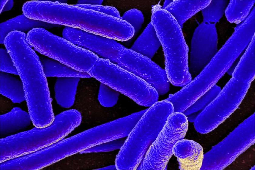 What is a superbug?