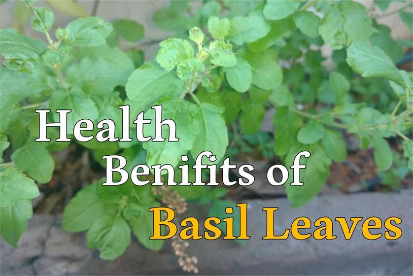 Health benefits of Basil