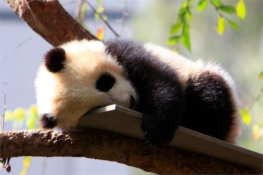 Are You Feeling The Monday Blues As Bad As This Little Panda Baby?