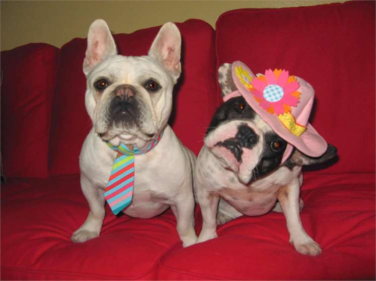 Have You Ever Seen A Dog Fetching Pizza In The Swimming Pool?