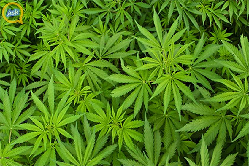 10 Health Benefits of Cannabis