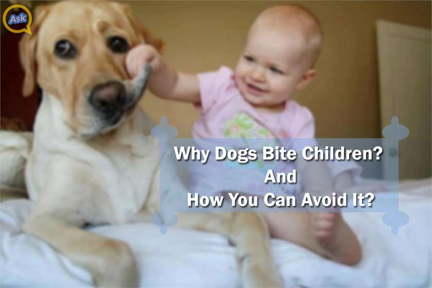 Why Dogs Bite Children And How You Can Avoid It