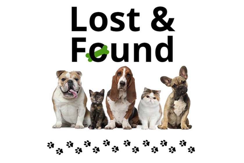 Here's What You Should Do If Your Pet Goes Missing