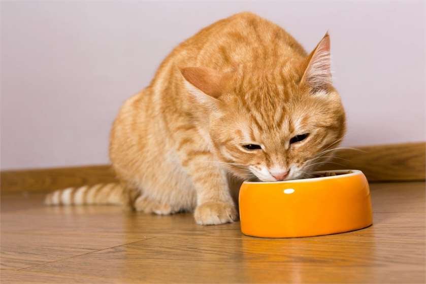 What to Feed Cats & How Much?