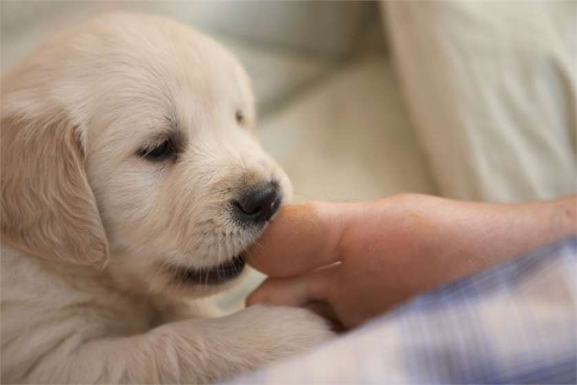 How to Stop Puppy from Biting and Nipping? 
