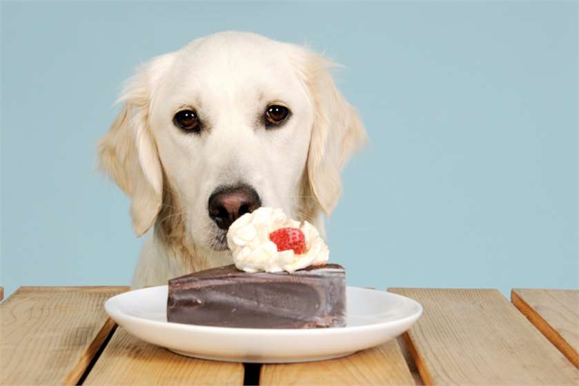 Why Dogs cannot eat Chocolates?