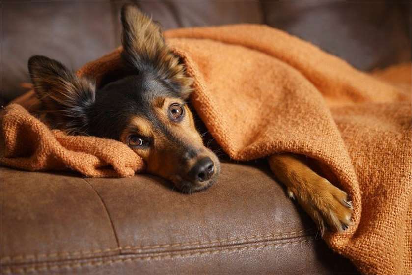 Signs Your Dog Is Stressed Out And How To Relieve It