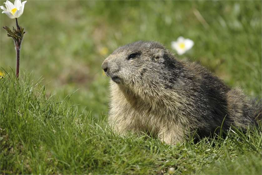 What does 'Did the Groundhog see his Shadow' Mean?
