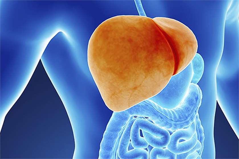 Where is your Liver?