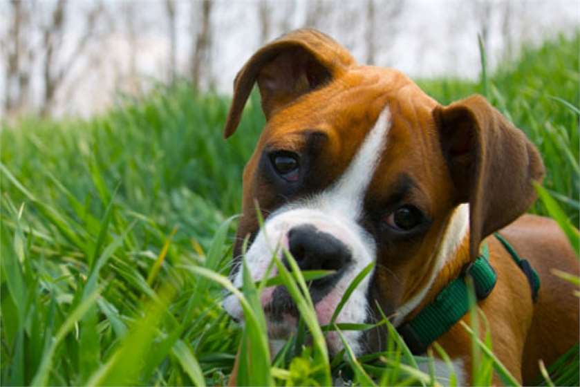 Why do Dogs eat Grass?