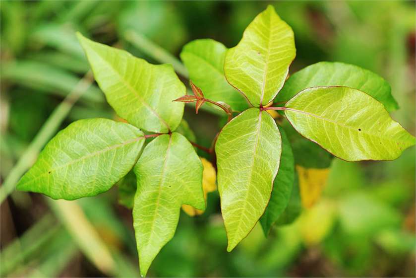 What does Poison Ivy look like?