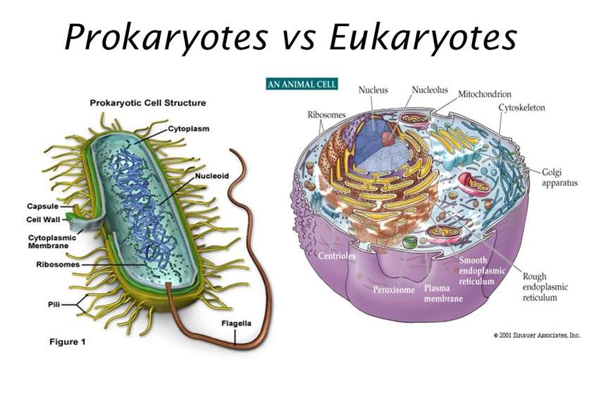 What's the Difference between Prokaryotes & Eukaryotes?