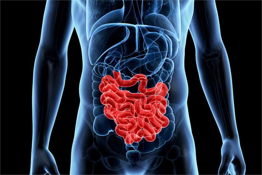 Why is the Small Intestine so Long?