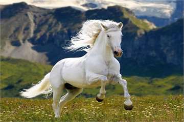 How long does a Horse live?