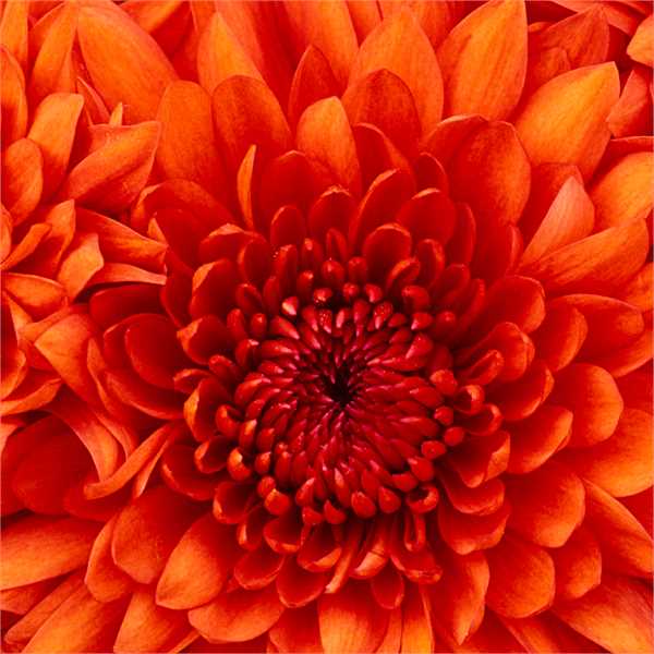 Chrysanthemum.jpg