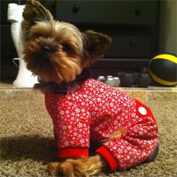 5 Essential Dog Supplies You Must Have.jpg