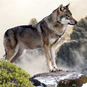 wolf-2362004_1280.jpg
